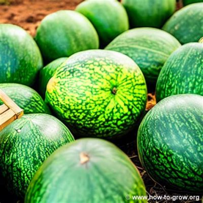  ¿Cúantos Sabores Picantes y Texturas Crujientes Contienen los Celebrated Hami Melons?